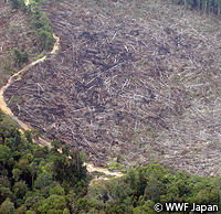 sumatra-forest.jpg