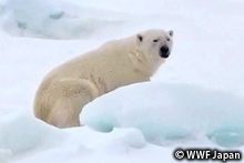 wwf_2010a0002r.jpg