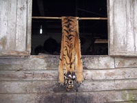 tigerskin120cm_2_Riaufeb2009.jpg