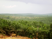 wwfid-271_oilpalm_weblarge.jpg