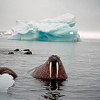 Photo(C)WWF-Canon/WimVAN PASSEL