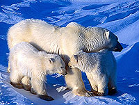 Photo(C)WWF-Canon / Michel TERRETTAZ
