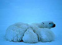 Photo(C)WWF-Canon / Michel TERRETTAZ