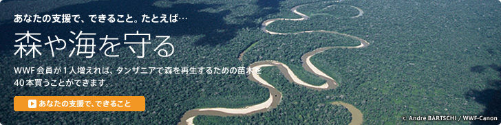 あなたの支援で、できること。たとえば… 森や海を守る WWF会員が1人増えれば、タンザニアで森を再生するための苗木を40本買うことができます。 「あなたの支援でできること」を見る