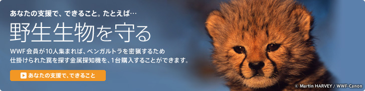 あなたの支援で、できること。たとえば… 野生生物を守る WWF会員が10人集まれば、ベンガルトラを密猟するため仕掛けられた罠を探す金属探知器を、1台購入することができます。 「あなたの支援でできること」を見る