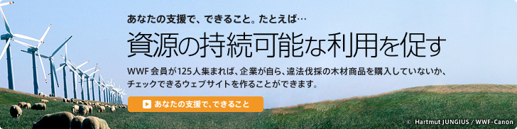 あなたの支援で、できること。たとえば… 資源の持続可能な利用を促す WWF会員が125人集まれば、企業が自ら、違法伐採の木材商品を購入していないか、チェックできるウェブサイトを作ることができます。 「あなたの支援でできること」を見る