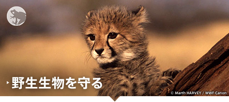 野生生物を守る