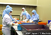 焼津カツオ漁