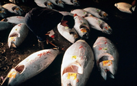 20091116a.jpg
