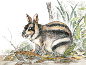 スマトラウサギ（Nesolagus netscheri）