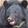 シリーズ：クマの保護管理を考える（５）残りわずか十数頭？四国のツキノワグマを追って