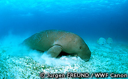 dugong2010d.jpg