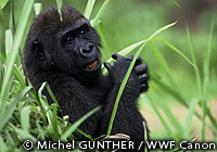gorilla27130.jpg