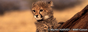 &copy; Martin HARVEY / WWF-Canon