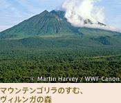 マウンテンゴリラのすむ、ヴィルンガの森
