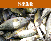 外来生物