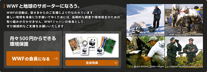 WWFと地球のサポーターになろう。WWFの活動は、皆さまからのご支援により行われています。美しい地球を未来に引きついてゆくためには、長期的な調査や環境保全のための取り組みが欠かせません。WWFジャパンの会員として、ぜひ継続的なご支援をお願いいたします。