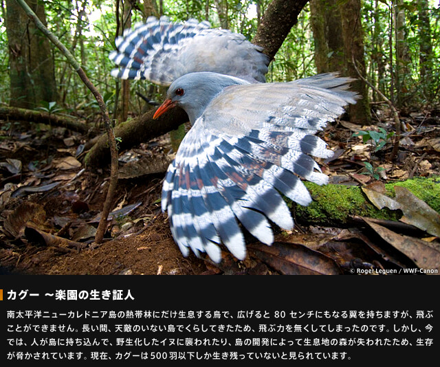 カグー～楽園の生き証人～南太平洋ニューカレドニア島の熱帯林にだけ生息する鳥で、広げると80センチにもなる翼を持ちますが、飛ぶことができません。長い間、天敵のいない島で暮らしてきたため、飛ぶ力を無くしてしまったのです。しかし、今では、人が島に持ち込んで野生化したイヌに襲われたり、島の開発によって生息地の森が失われたため、生存が脅かされています。現在、カグーは500羽以下しか生き残っていないとみられています。