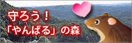 守ろう！「やんばる」の森