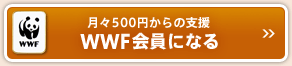 月々500円からの支援 WWF会員になる