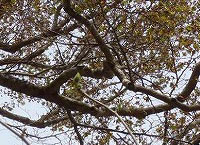 20120517b.jpg