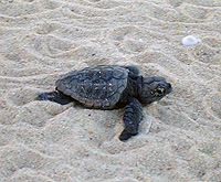 (C)WWF Japan