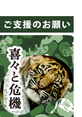 【寄付のお願い】喜々と危機。WWFの密猟や違法取引を防止する取り組みにご支援ください。
