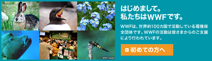 はじめまして。私たちはWWFです。WWFは、世界約100カ国で活動している環境保全団体です。WWFの活動は皆さまからのご支援により行われています。