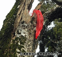 kuma2_image03.gif