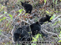 kuma2_image05.gif