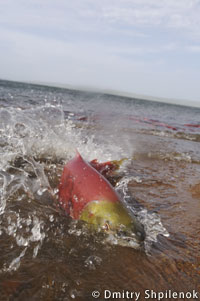20111220sake8.jpg