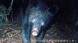 kuma20120111e.jpg