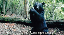 kuma20120111g.jpg