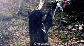 kuma20120111j.jpg