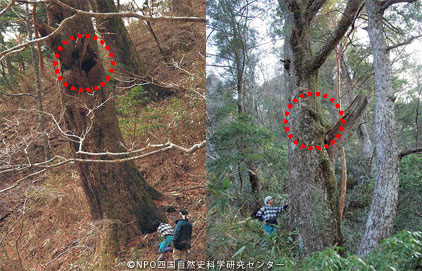 kuma20110112m.jpg