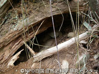 kuma20110112n.jpg