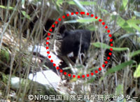 kuma20110112o.jpg