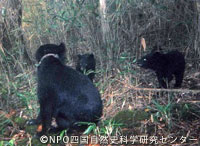 kuma20110112p.jpg