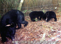 kuma20110112q.jpg