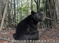 kuma20120111a.jpg