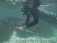 20120220shiraho4.jpg