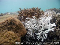 20120220shiraho5.jpg