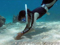 20120227shiraho_03.jpg