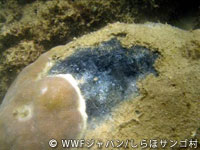 20120227shiraho_04.jpg
