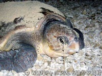 20120227shiraho_07.jpg