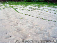 20120227shiraho_09.jpg