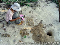 20120227shiraho_10.jpg