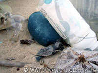 20120227shiraho_11.jpg