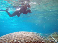20120227shiraho_14.jpg