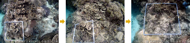 20120227shiraho_15.jpg